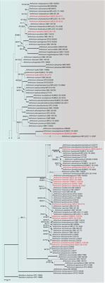 Additions to the Genus Arthrinium (Apiosporaceae) From Bamboos in China